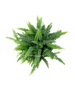 Boston Fern