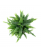 Boston Fern