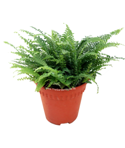 Boston Fern
