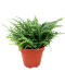 Boston Fern