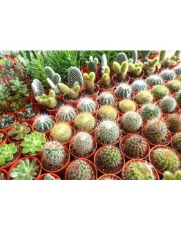 Assorted Mini Cactus