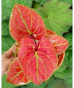 Caladium Hybrid