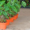 Caladium 'Hilo Beauty'