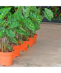 Caladium 'Hilo Beauty'