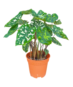 Caladium 'Hilo Beauty'