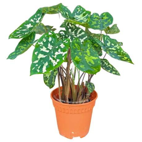 Caladium 'Hilo Beauty'