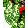 Caladium 'Hilo Beauty'