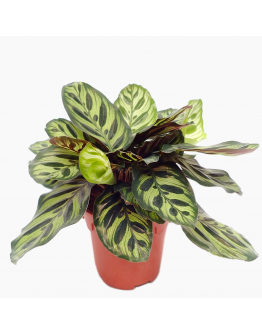 Calathea Makoyana Potted Indoor Plant