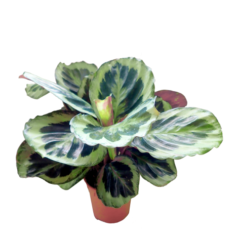 Calathea Bicajoux Purple