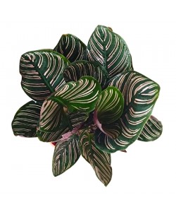 Calathea ‘Sanderiana Pink Pinstripe’