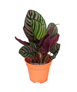 Calathea ‘Sanderiana Pink Pinstripe’