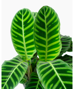 Calathea zebrina