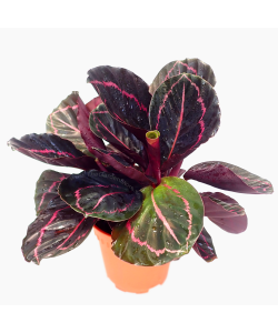 Calathea Roseopicta Dottie Dark Purple