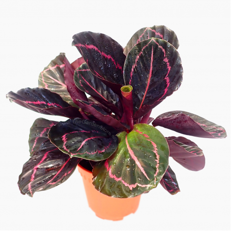 Calathea Roseopicta Dottie Dark Purple