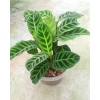 Calathea zebrina