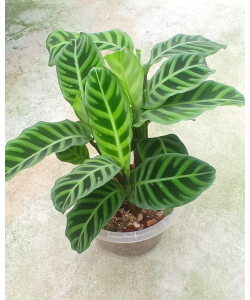 Calathea zebrina