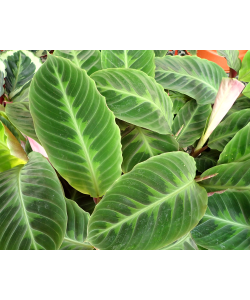 Calathea Warscewiczii Velvet