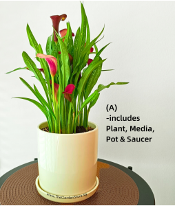 Calla Lily Zantedeschia sp Potted Plant