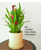 Calla Lily Zantedeschia sp Potted Plant