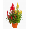 Celosia Phoenix Tail 凤尾 potted CNY Plant