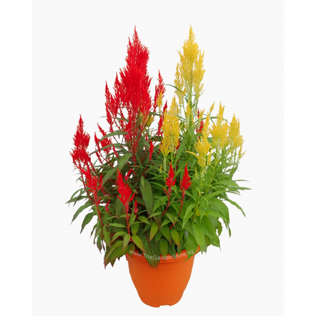 Celosia Phoenix Tail 凤尾 potted CNY Plant