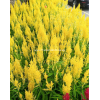 Celosia Phoenix Tail 凤尾 potted CNY Plant