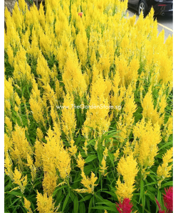 Celosia Phoenix Tail 凤尾 potted CNY Plant
