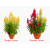 Celosia Phoenix Tail 凤尾 potted CNY Plant