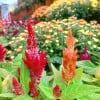 Celosia argentea Dwarf Multi coloured 