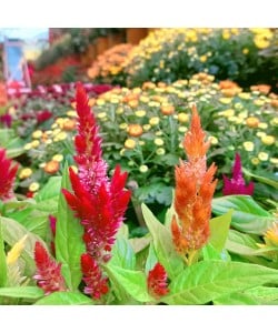Celosia argentea Dwarf Multi coloured 