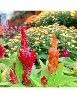 Celosia argentea Dwarf Multi coloured 