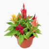 Celosia argentea Dwarf Multi coloured 