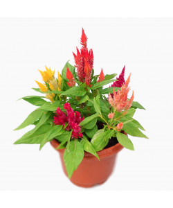 Celosia argentea Dwarf Multi coloured 