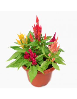 Celosia argentea Dwarf Multi coloured 