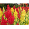 Celosia Phoenix Tail 凤尾 potted CNY Plant