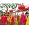 Celosia Phoenix Tail 凤尾 potted CNY Plant