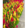 Celosia Phoenix Tail 凤尾 potted CNY Plant