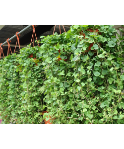 Pegaga Centella asiatica Hanging