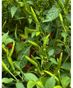 Chili Padi 辣椒 Potted Herbs