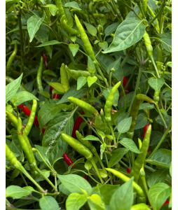 Chili Padi 辣椒 Potted Herbs