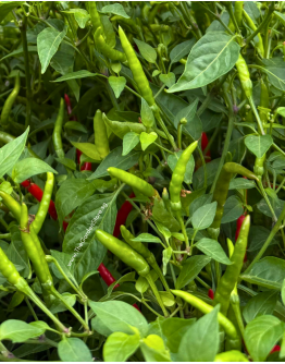Chili Padi 辣椒 Potted Herbs