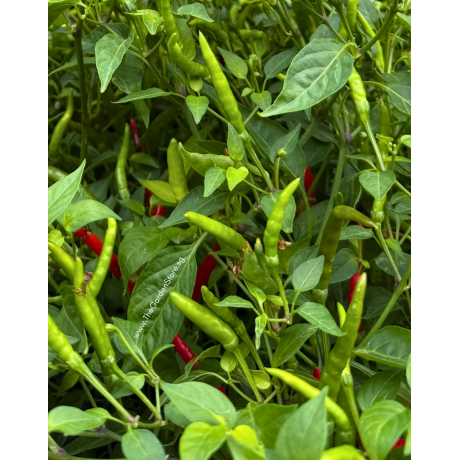 Chili Padi 辣椒 Potted Herbs