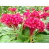 Cockscomb 鸡冠花 Potted CNY Plant