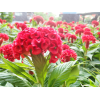 Cockscomb 鸡冠花 Potted CNY Plant