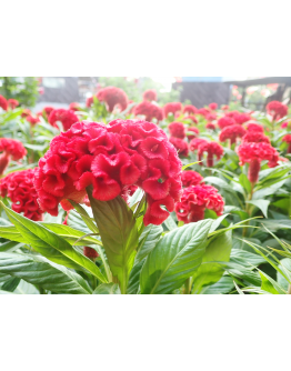 Cockscomb 鸡冠花 Potted CNY Plant