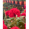 Cockscomb 鸡冠花 Potted CNY Plant