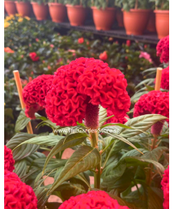 Cockscomb 鸡冠花 Potted CNY Plant