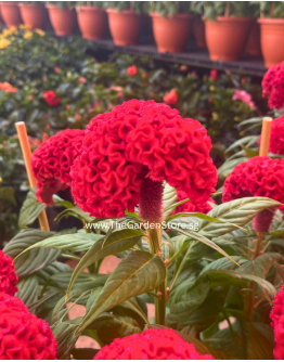 Cockscomb 鸡冠花 Potted CNY Plant