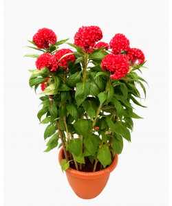 Cockscomb 鸡冠花 Potted CNY Plant