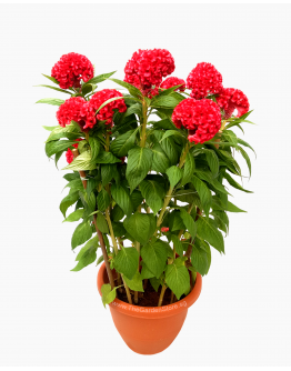Cockscomb 鸡冠花 Potted CNY Plant